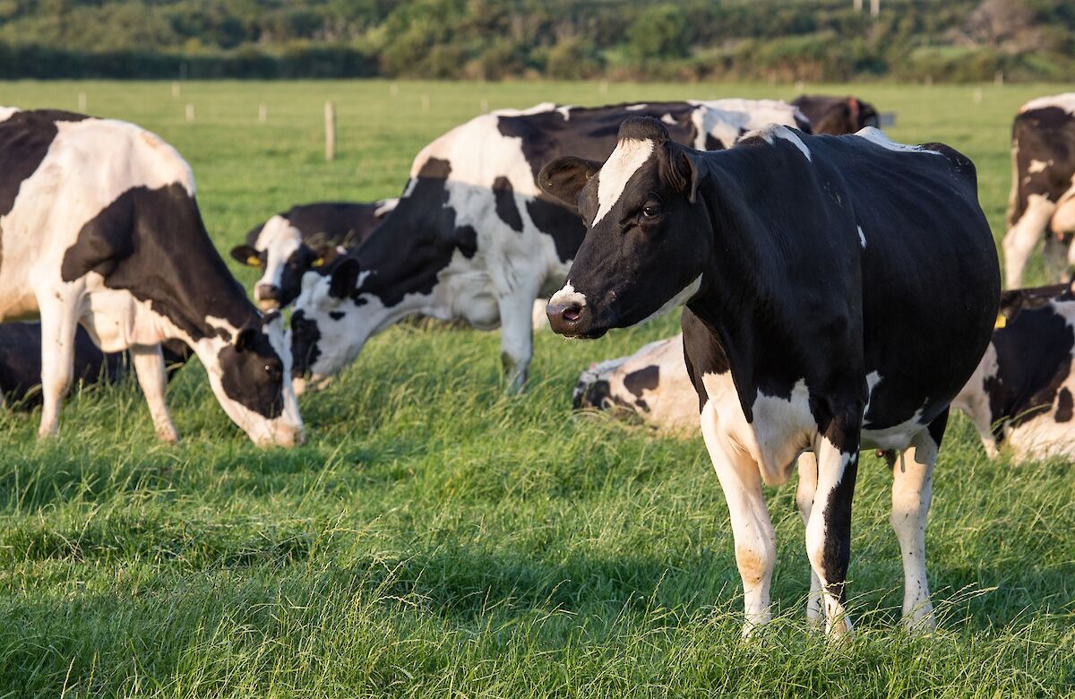 Environmental friendly wastewater solution for agriculture