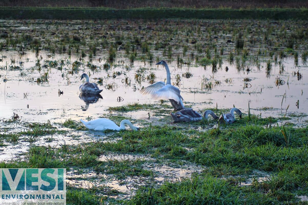 ICWs for Biodiversity