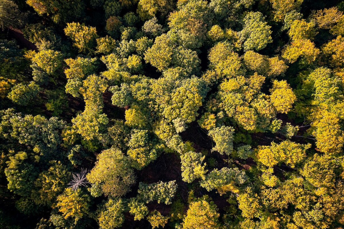 Tree canopies from above