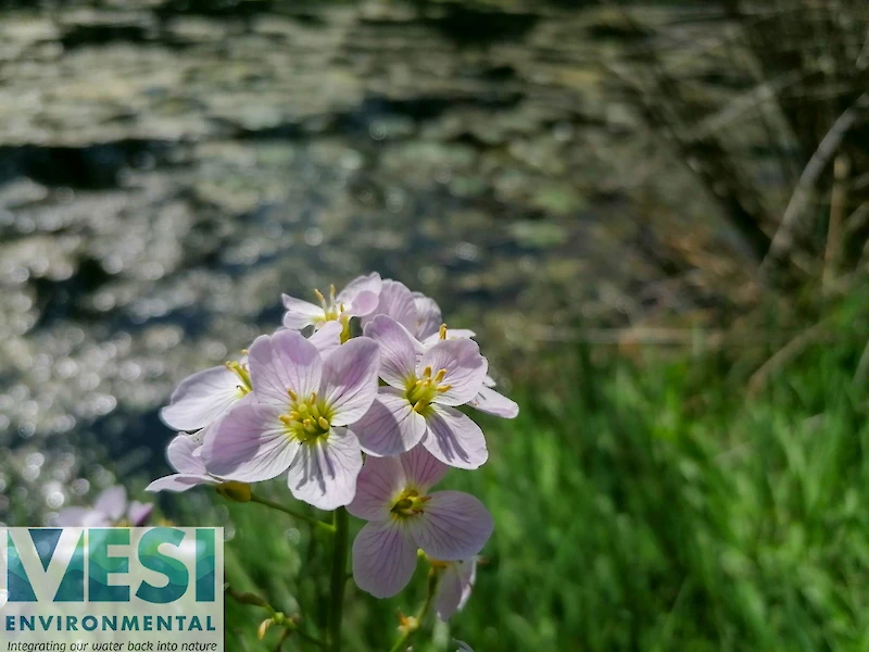Cuckoo Flower
