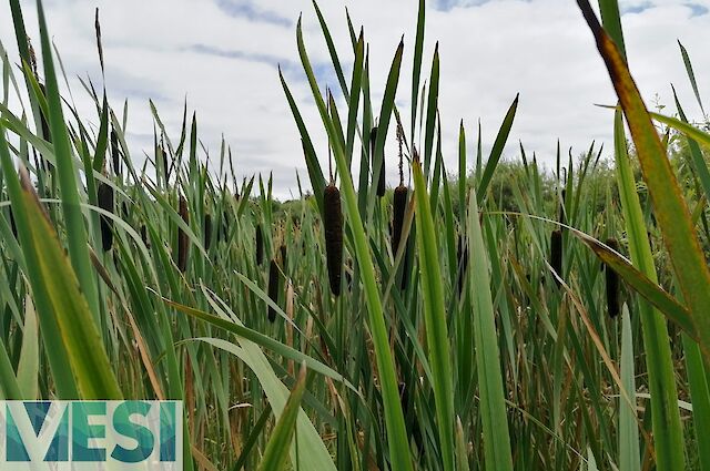 Bulrush (Typha latifolia)