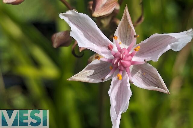 Flowering Rush (Butomus)