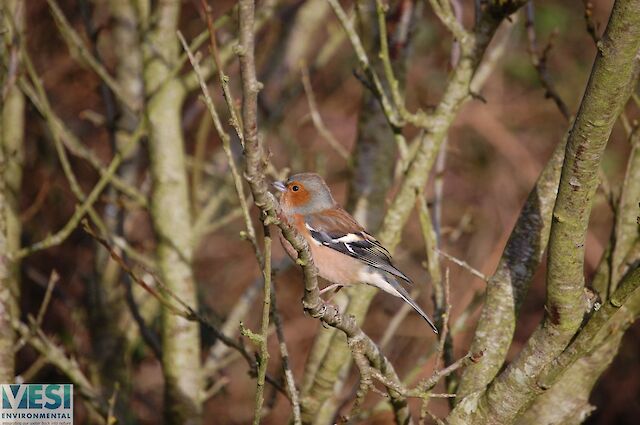 Chaffinch (Fringilla coelebs)