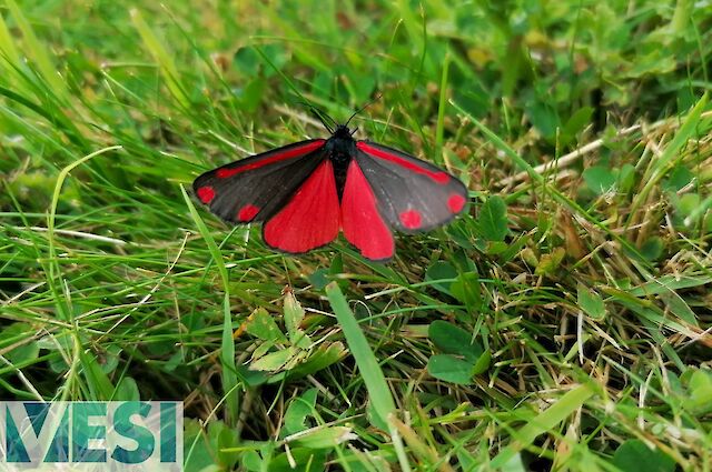 Cinnabar Moth (Tyria jacobaeae)