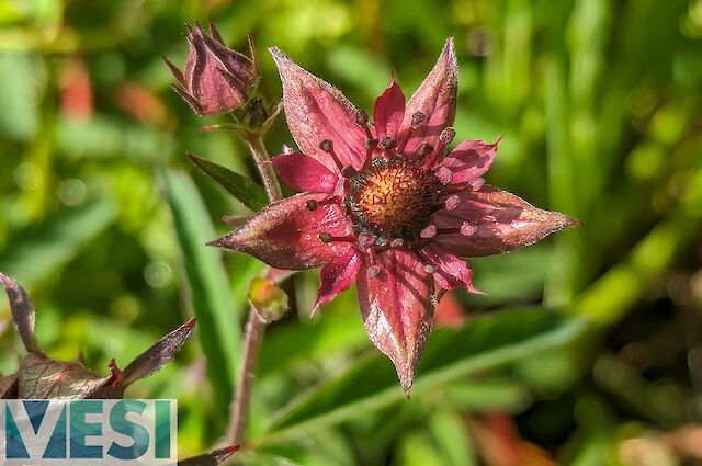 Marsh Cinquefoil (Comarum)