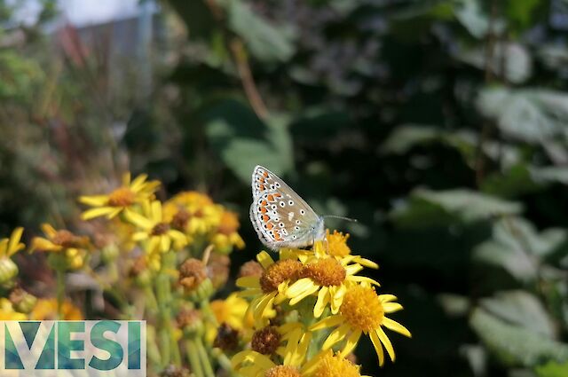 Common Blue (Polyommatus icarus)