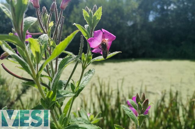 Great Willowherb (Epilobium hirsutum)