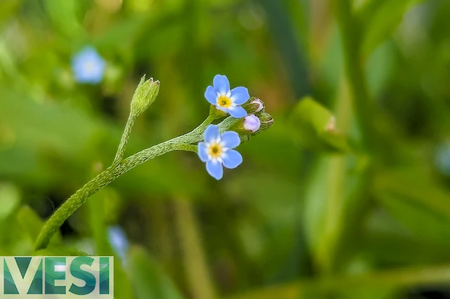 Water Forget-me-not (Myosis)