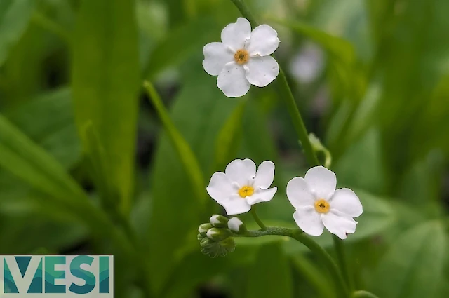 Water Forget-me-not (Myosis)