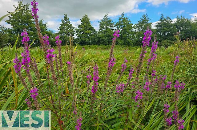 Purple Loosestrife (Lythrum salicaria)