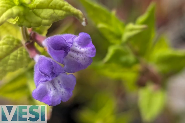 Skullcap (Scutellaria)