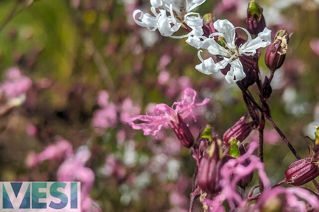 Ragged Robin (Silene flos-cuculi)