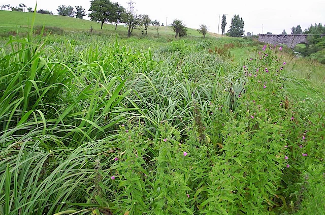 Tolka Valley Integrated Constructed Wetland