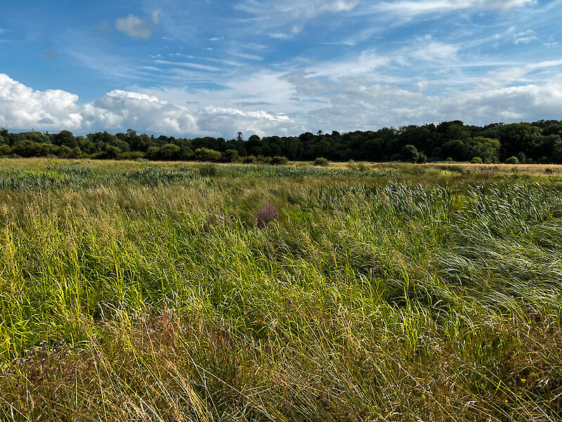 Native wetland vegetation