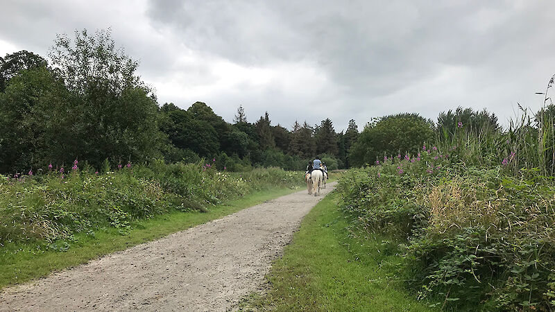 Glaslough Integrated Constructed Wetland