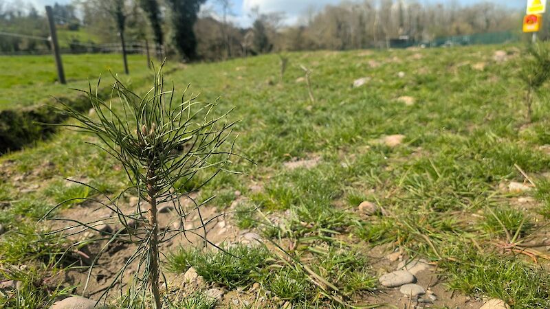 Newly planted sapling
