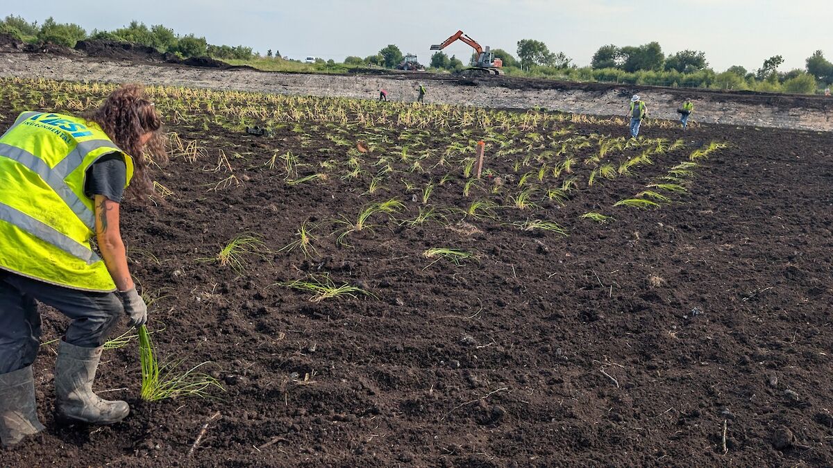 ICW Planting