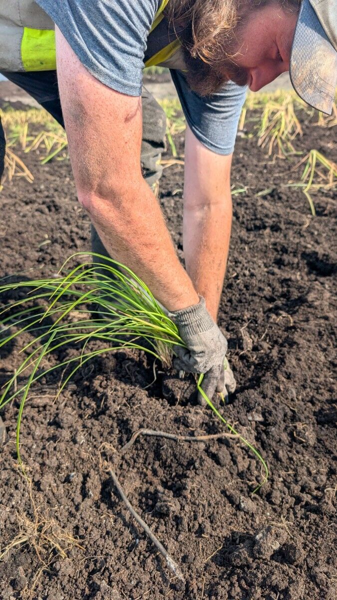 VESI operator planting native species