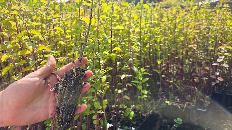 Native species growing