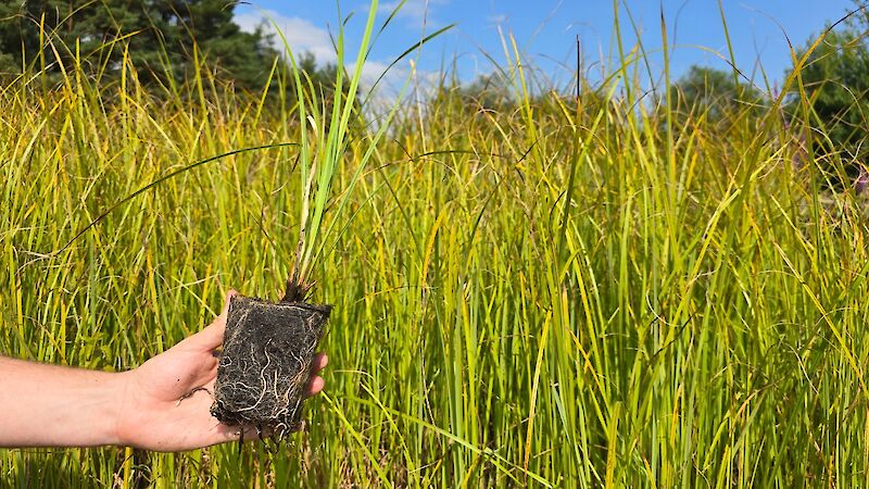 Native Carex species produced inhouse