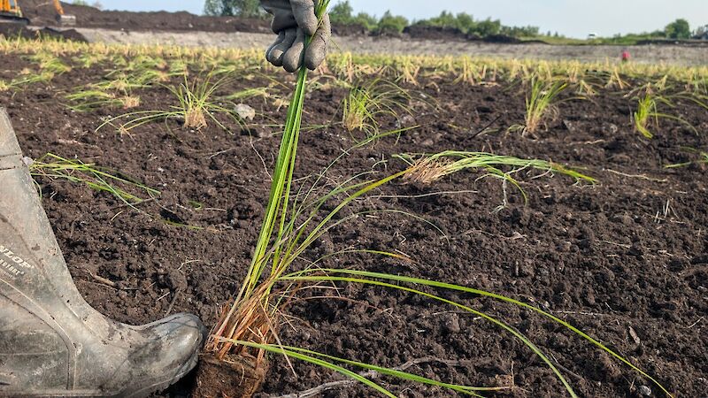 VESI planting services